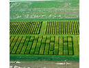 New Crop Varieties Thumbnail